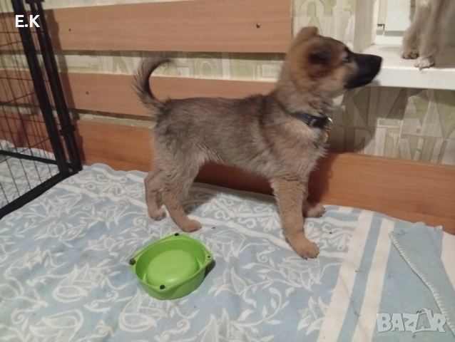 Немска овчарка женска , снимка 4 - Немска овчарка - 52876986