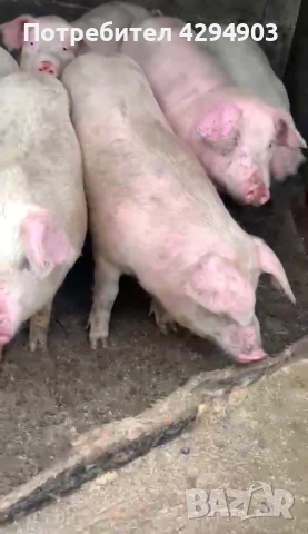 Продавам прасета бяла българка, снимка 2 - Прасета - 52915604