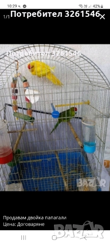 Продавам двойка папагали с клетката 