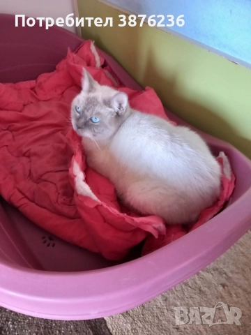 Колор пойнт, снимка 9 - Други - 52677006