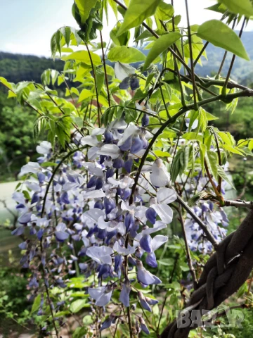 Вистерия/ глициния, снимка 6 - Градински цветя и растения - 51414363