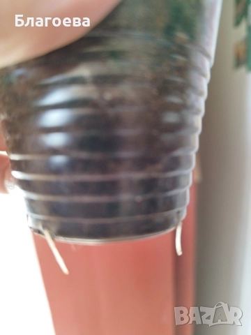 Обичка многогодишна/Фуксия Магеланика розова, снимка 4 - Стайни растения - 52511813