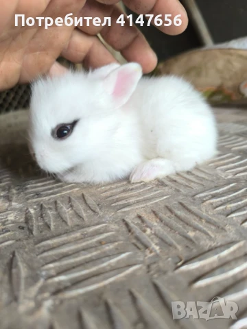 Декоративни мини зайчета, снимка 7 - Декоративни зайчета - 46431929