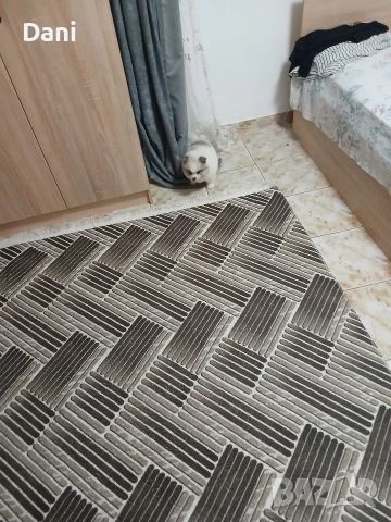 Mini Pomeran , снимка 4 - Померан - 52887662