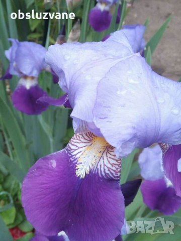 Ирис градинска ружа 💥, снимка 1 - Градински цветя и растения - 12143690