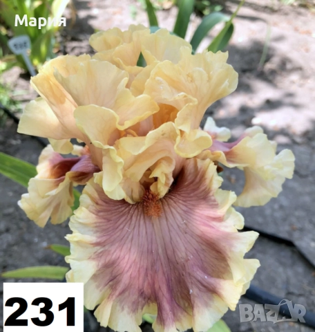 Сортови вискоки ириси /брадати ириси, снимка 4 - Градински цветя и растения - 51459299