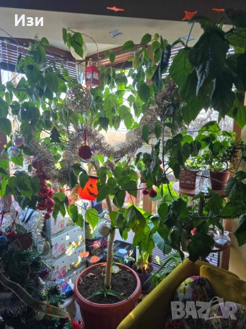 Китайска роза -хибискус