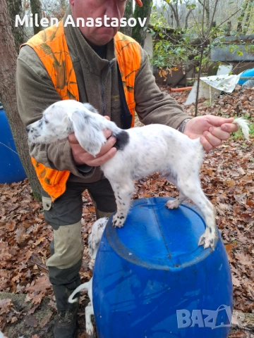 Продавам английско сетерче, снимка 2 - Английски сетери - 52061040