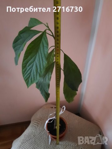 Авокадо (Persea americana), снимка 3 - Стайни растения - 39802418