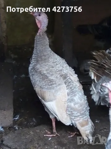 пуешки яйца, снимка 3 - други­ - 48350198