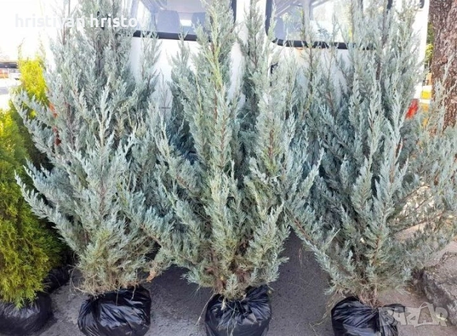 Туя различни видове, снимка 4 - Градински цветя и растения - 53464352