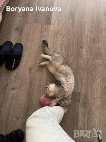 Британски късокосмест котарак търси своята дама, снимка 5 - Британска късокосместа - 51458667