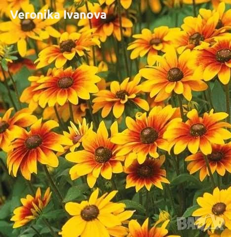 Рудбекия, снимка 2 - Градински цветя и растения - 53078100