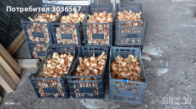 Картофи, лук - пресни, джоджен, магданоз., снимка 9 - Домашни продукти - 50466216
