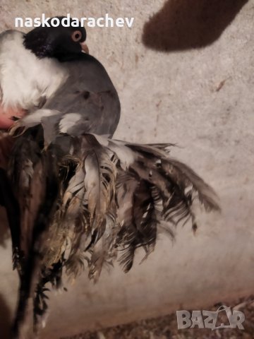 Магнитогорски руски гълъби , снимка 15 - Гълъби - 43151117
