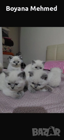 Британски късокосместа и шотлански клепоухи, снимка 2 - Британска късокосместа - 52973208