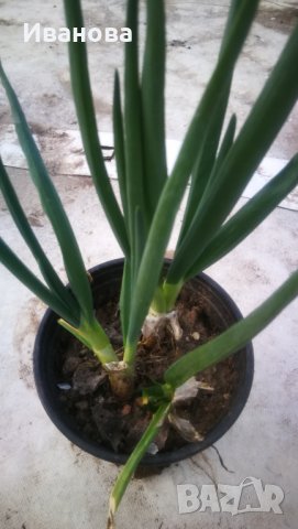 Многогодишен лук, снимка 3 - Градински цветя и растения - 40137176