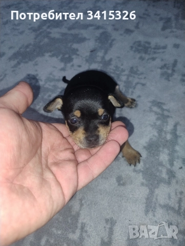 Продавам пинчери – стандартен цвят, снимка 3 - Пинчер - 52840708