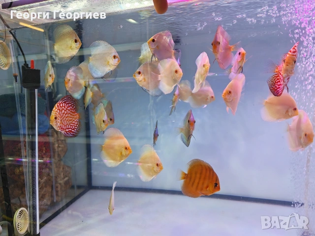 Дискуси, снимка 13 - Рибки - 51439805