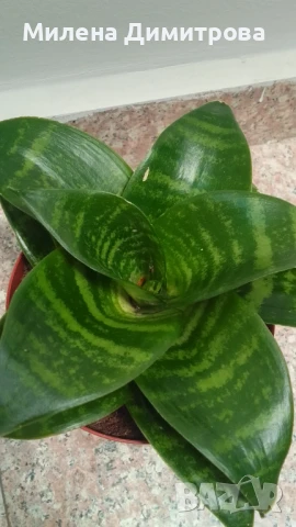 Сансевиера 2 вида / Sansevieria Hahnii/Sansevieria trifasciata  , снимка 3 - Стайни растения - 50819879