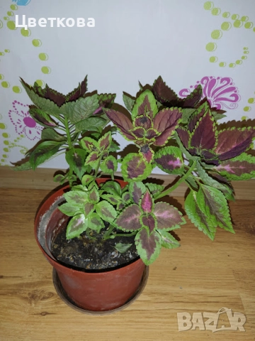 3 растения + отстъпка, снимка 2 - Стайни растения - 52945541