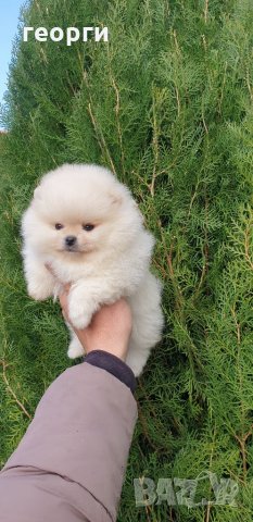 Померан померанче, снимка 2 - Померан - 32224916