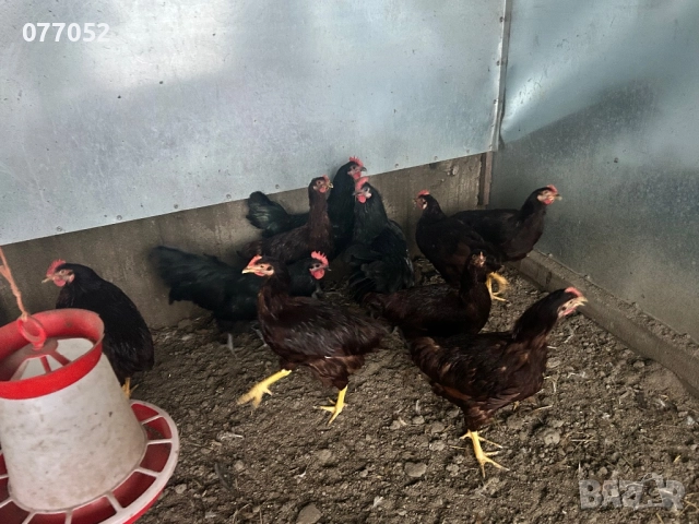 Петли Родайланд и Австралорп, снимка 4 - Кокошки и пуйки - 52949100