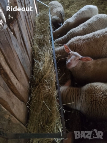 Агнета (Шилета) 10лв/кг, снимка 3 - Овце - 51962893