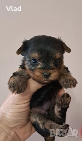 йоркширски териер