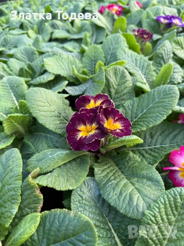 Примула /Иглика/, снимка 3 - Сортови семена и луковици - 53095273