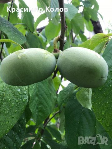 Индиански банан, Асимина трилоба, Asimina triloba,семена и растения, снимка 8 - Разсади - 27092676