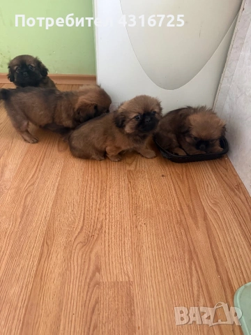 Чистокръвни пекинези, снимка 2 - Пекинез - 53338518