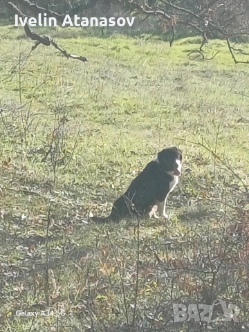 Каракачанки, снимка 11 - Каракачанска овчарка - 53474484