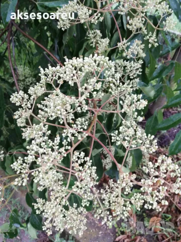 Продавам фиданки от медоносното дърво на пчеларя Еводия Даниели разсад дръвчета Еводиа за медосбор, снимка 3 - Разсади - 49271516