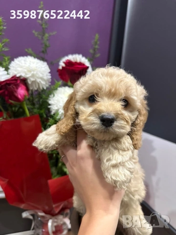 Кокапу , снимка 2 - Пудели - 53471417