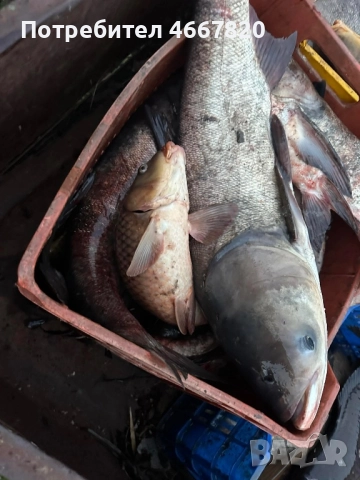 Толстолоб само на ЕДРО 3 лв/кг