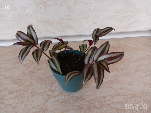 Зебрина - Традесканция - 4 стръка в саксия, снимка 2 - Стайни растения - 50256666