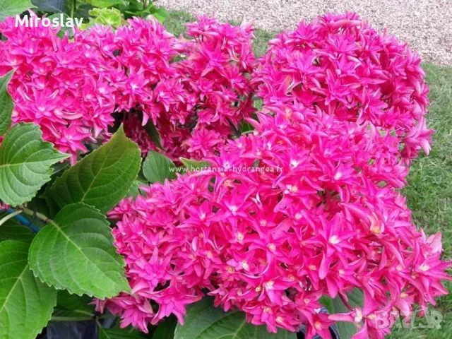 Хортензия Принцеса Даяна, снимка 3 - Градински цветя и растения - 50205799