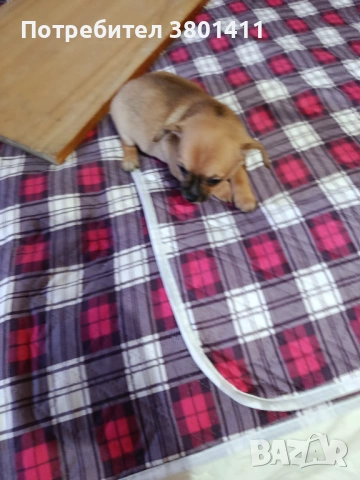 Домашни любимци, снимка 2 - Чихуахуа - 53401254