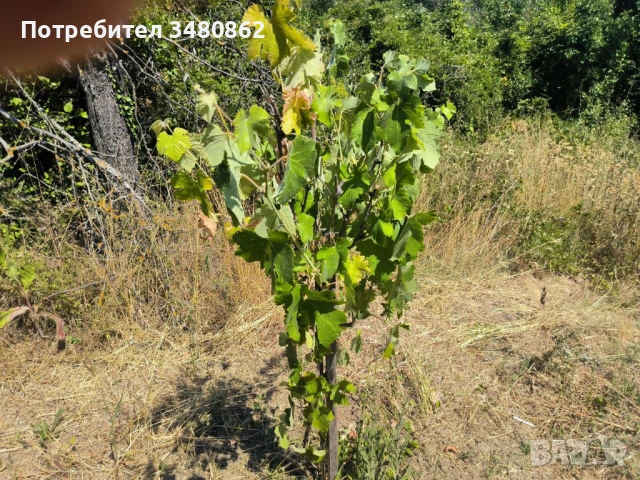 парцел  – м-т Планова, Варна, снимка 5 - Парцели - 51015781