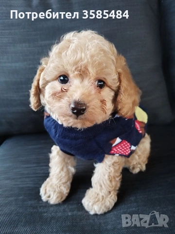 Мини/той пудел момченце, снимка 2 - Пудели - 52582049