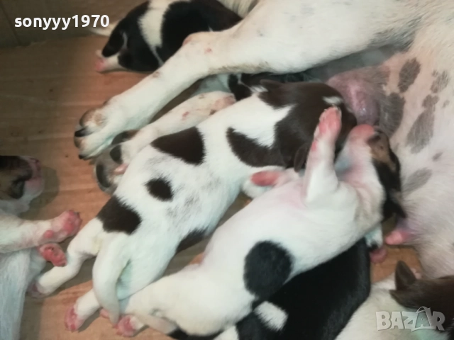 ДЖАК РЪСЕЛ-КУЧЕНЦА 1908251818, снимка 4 - Джак ръсел териер - 51420983