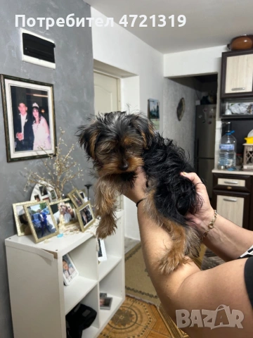 Продава се, снимка 3 - Йоркширски териер - 53261501