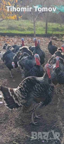 продавам млади домашно гледани пуйки пуяци петли кокошки , снимка 10 - Кокошки и пуйки - 52589751
