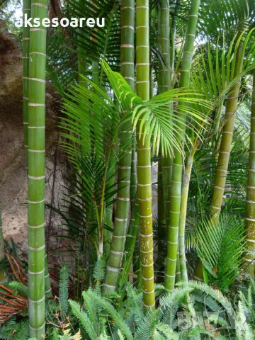 100 Семена от гигантски бамбук Moso Bambo градински горски декоративни растения за дома и двора бамб, снимка 17 - Сортови семена и луковици - 49827507