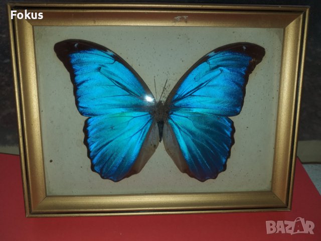 Пеперуда в рамка N2, снимка 3 - Антикварни и старинни предмети - 42977275