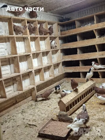 пазарджишки високолетачи със добри постижения , снимка 13 - Гълъби - 48656358