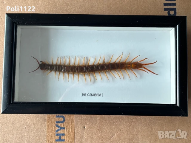 Рамкирана препарирана стоножка