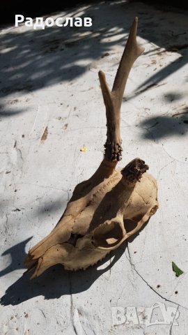 Продавам ловен трофей глава на сръднак с един рог