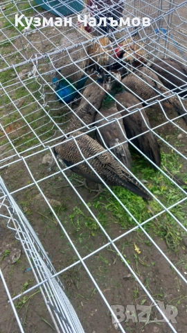 Продавам пауни , снимка 3 - други­ - 52508841